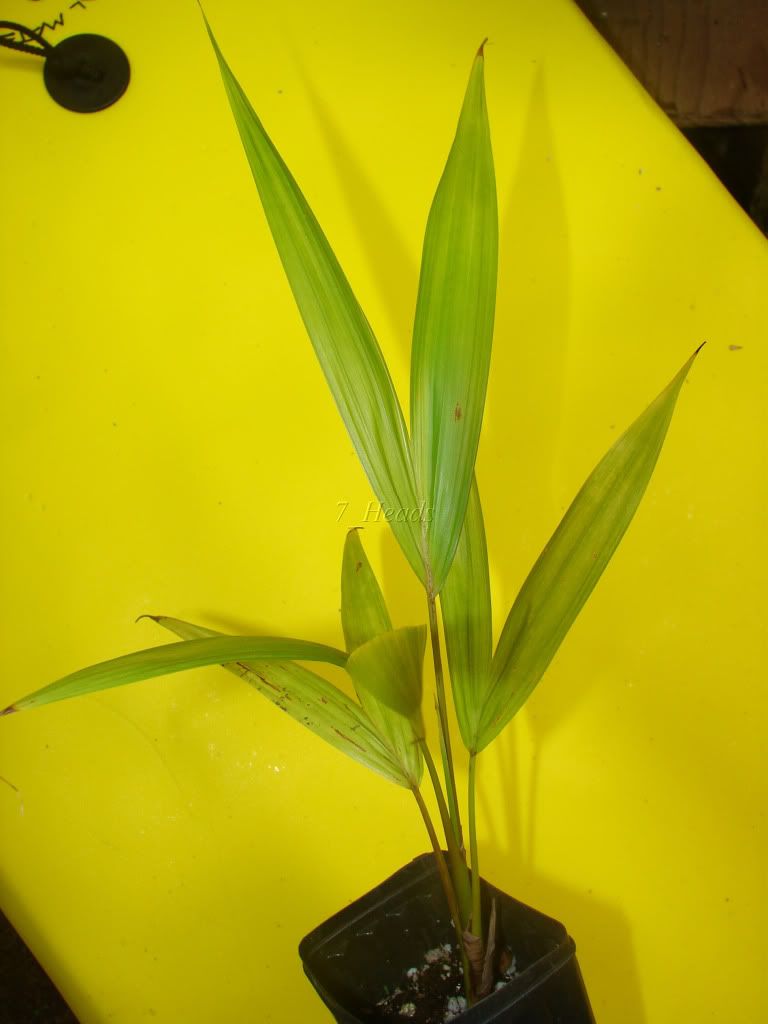 Açaí Palm Seedling for sale