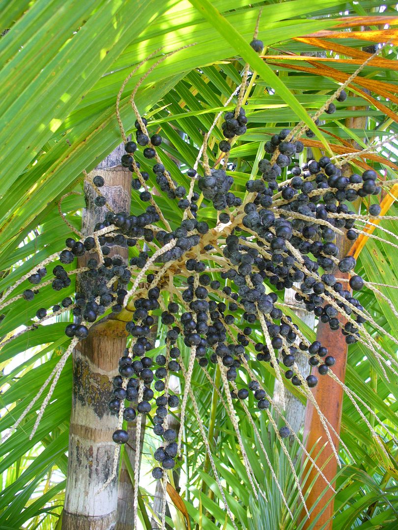 Açaí palm - Alchetron, The Free Social Encyclopedia