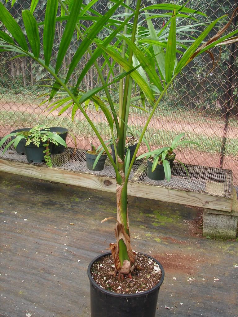 Açaí Palm 5 gallon.
From the mother tree of same seedlings. Nice palm Doug. You should plant this tree.
