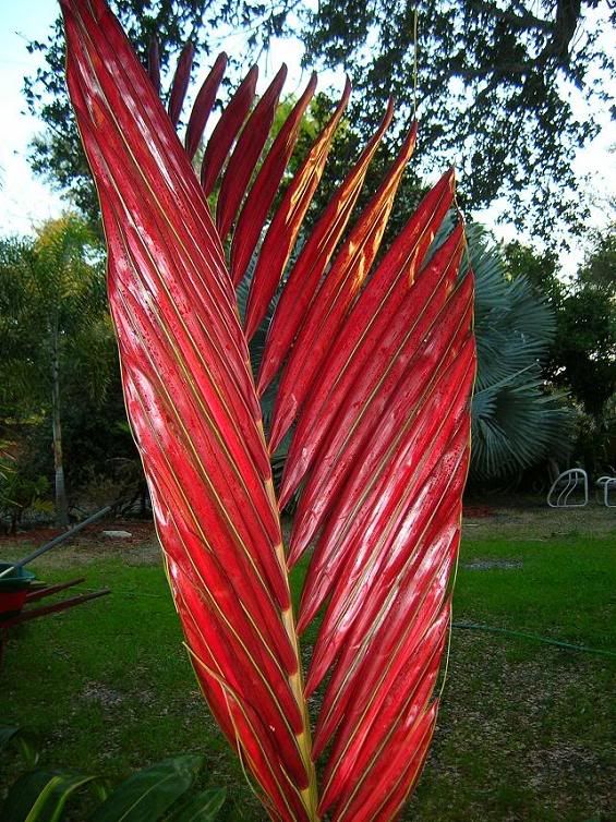 Spectacular Chambeyronia macrocarpa has a bright red new leaf