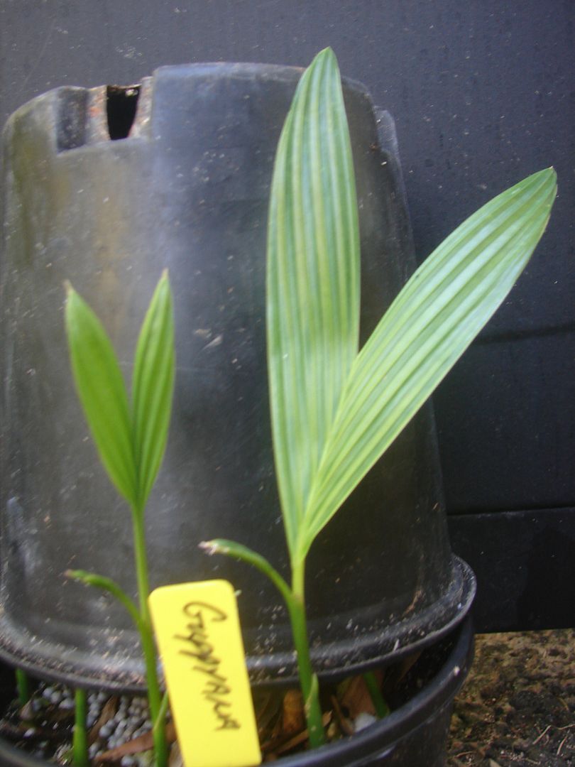 Areca Guppyana offered for sale