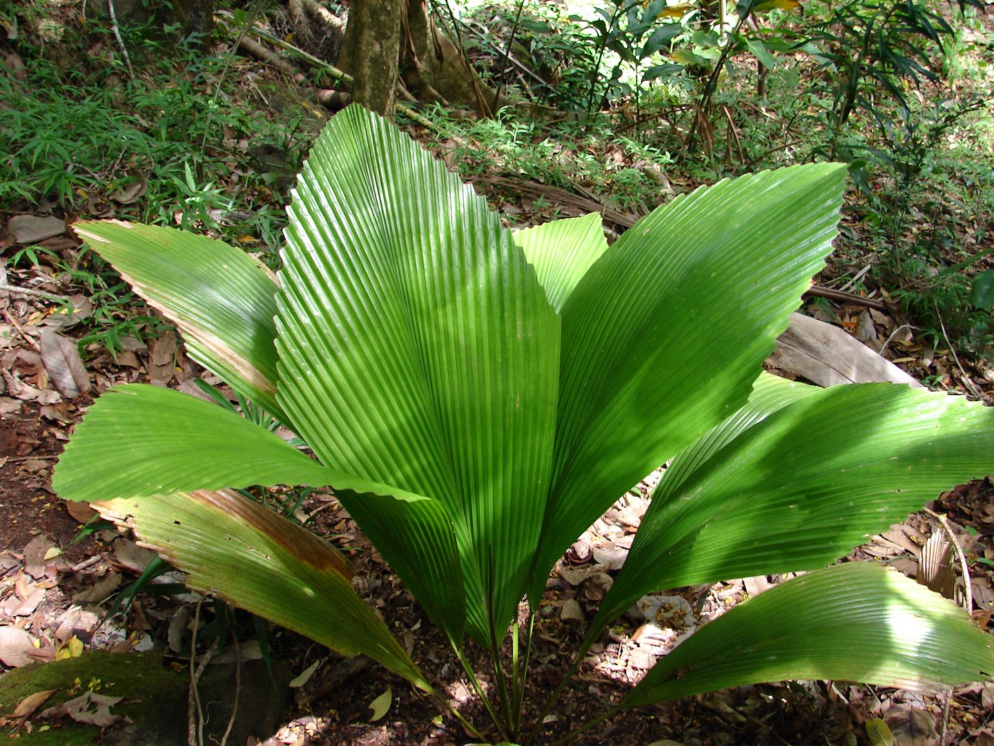 Johannesteijsmannia altifrons Joey palm in Habitat