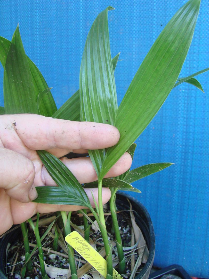 Areca Guppyana offered for sale