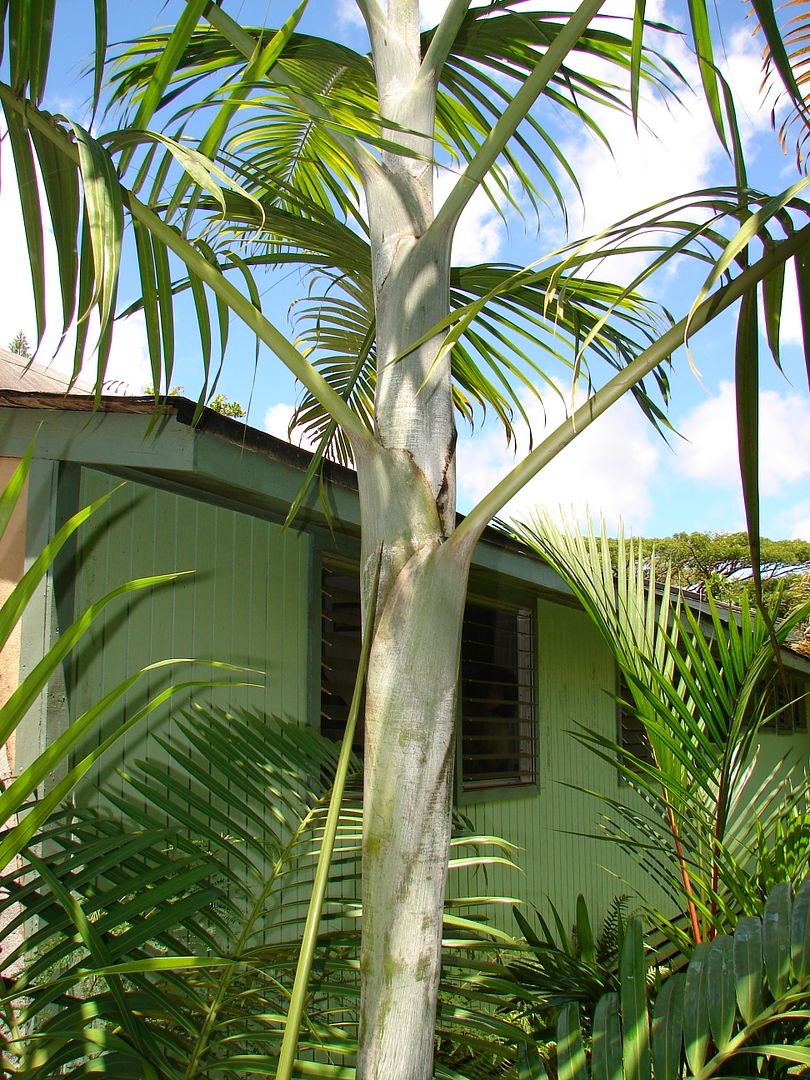 Mpapindi Palm