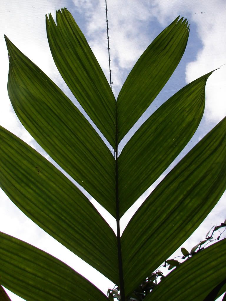 Sacred Stilt Palm has short, arching deep green only partially divided leaves
picture by 7_Heads
