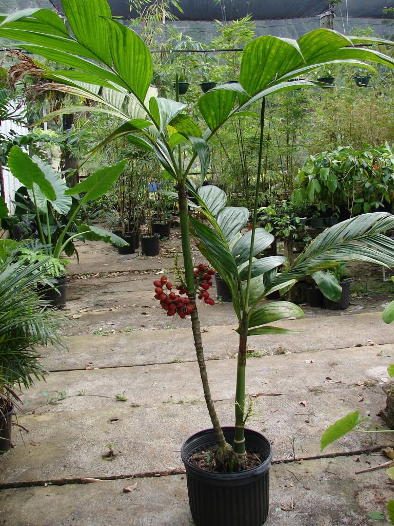 Sacred Stilt Palm 
Solitary, feather-leafed, stilt-rooted, crownshaft palm
 Areca Guppyana 
picture by 7_Heads