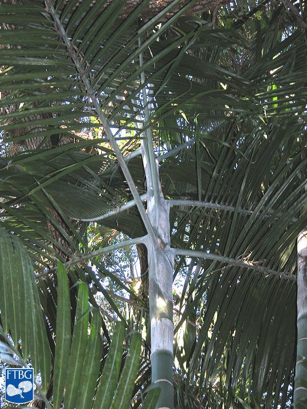 Dypsis cabadae palm grows to a height of 30 feet.
