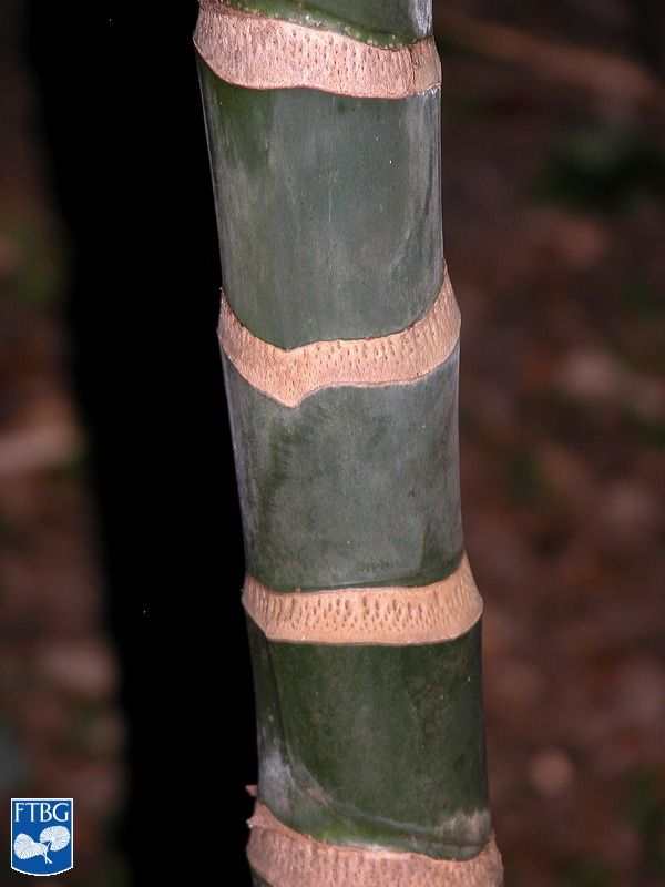 Dypsis cabadae palm grey-ringed trunks.