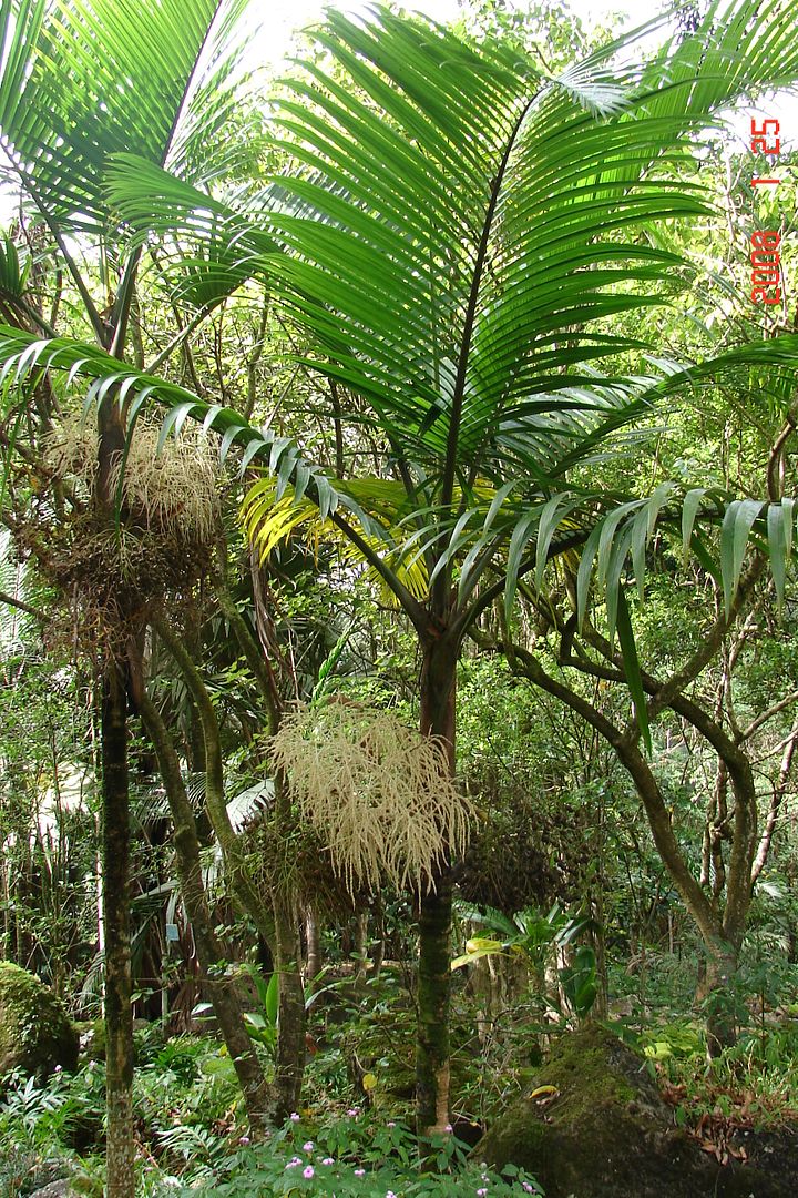 Red Bottle Palm