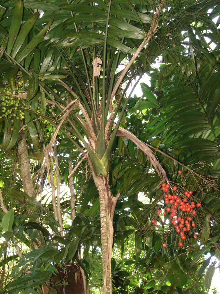Monkey Tail Palm