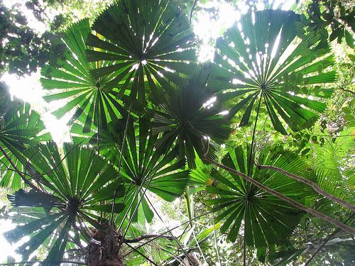 Licuala ramsayi leaf rainforest Silhouette, almost circular leaves