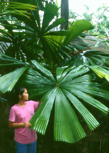 Licuala ramsayi leaves are nearly circular and irregularly split without viscious teeth along the petioles