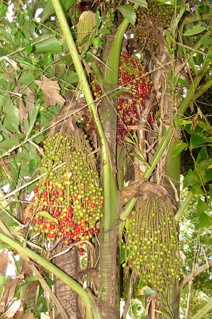 Caryota Mitis Fishtail Palm.