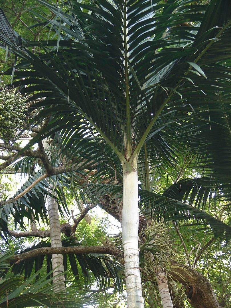 Lifou Palm 
    A solitary, feather palm to about 60 feet, with gracefully arching, dark green leaves, and a bright white crownshaft.
    Cyphophoenix nucele
picture by 7_Heads