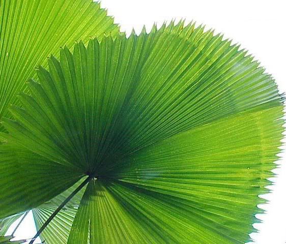 Dinner Plate Licuala Leaf Detail