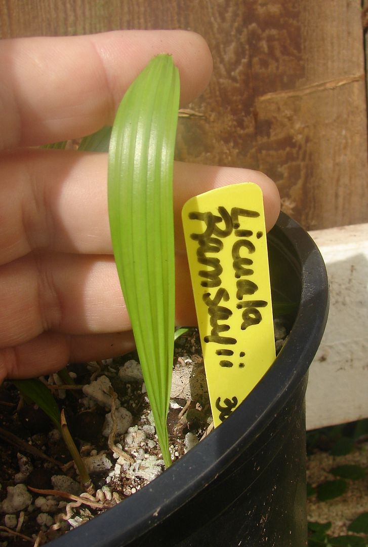 Licuala ramsayi seedlings for sale