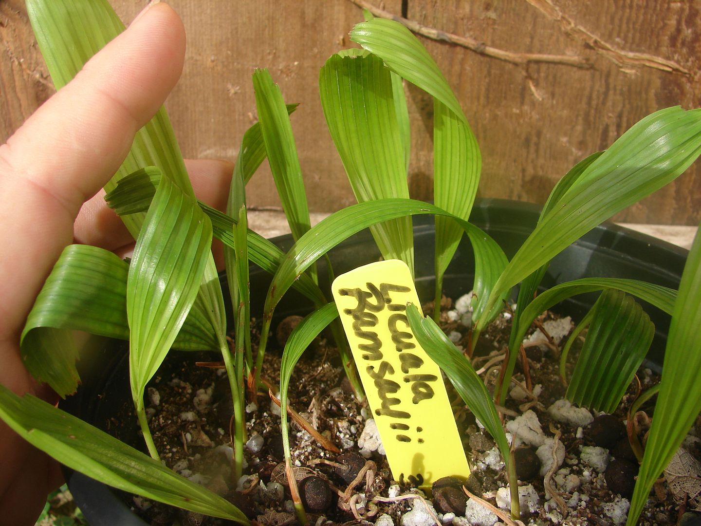 Licuala ramsayi seedlings for sale