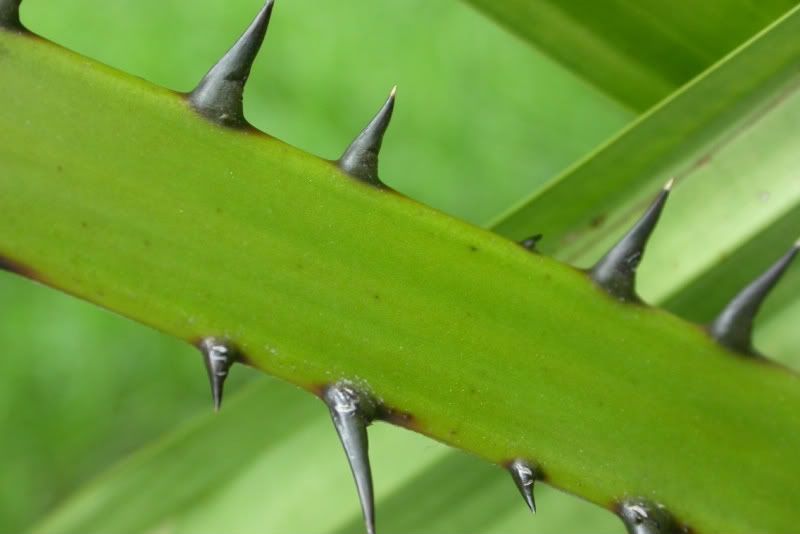 Licuala spinosa petiole Spines