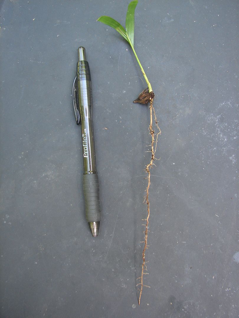 This small palm is a single seedling.