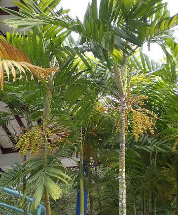 This attractive Macarthur Palm is most often seen 10 to 15 feet in height