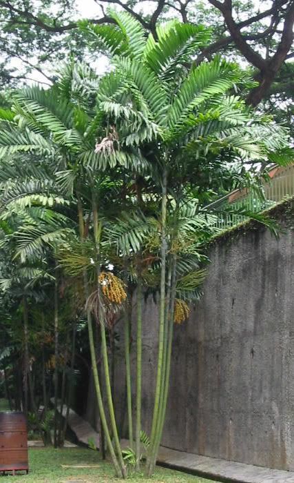 This attractive small palm is noted for its multiple, slim, ringed grey trunks which are topped with soft green, feathery, flat, broad leaves.