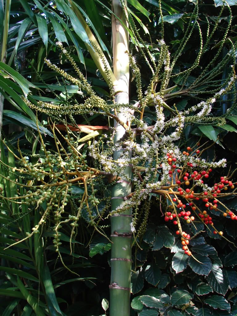 Macarthur Palm has two foot-long, branched flower stalks hanging below the crownshaft throughout the year and contain small, white blooms. These blooms give way to bright red, showy sprays of half-inch-long fruits which ripen year round.