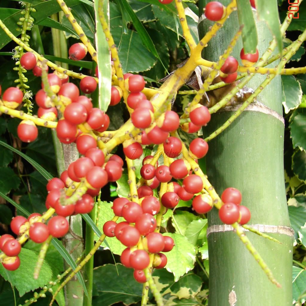 Bright red, showy sprays of Macarthur Palm fruits.
