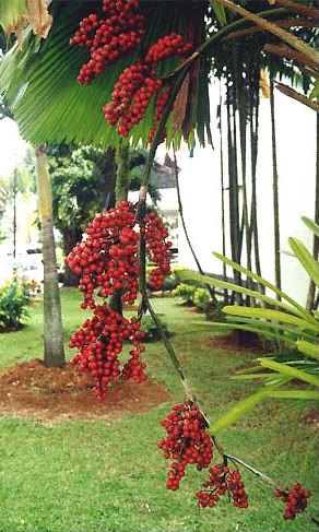 Licuala Grandis in Fruit