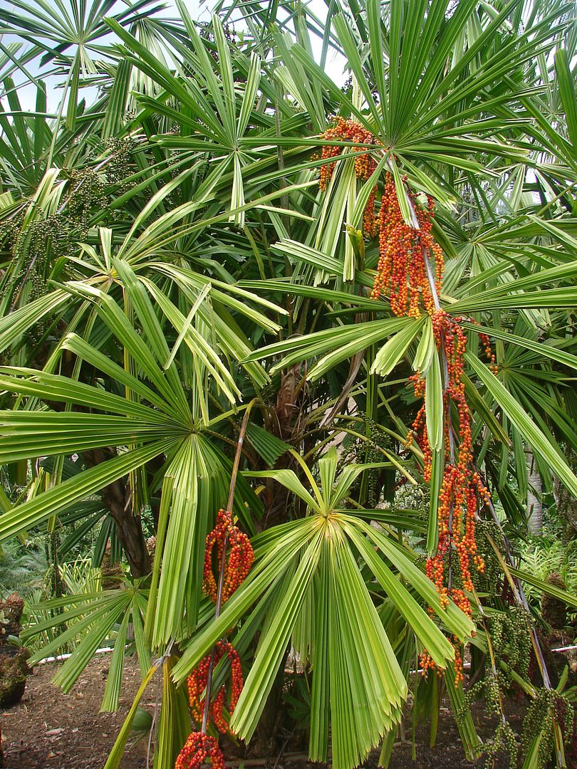 Licuala spinosa