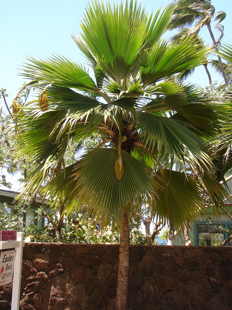 Pritchardia thurstonii is a handsome dwarf Fiji Fan Palm.