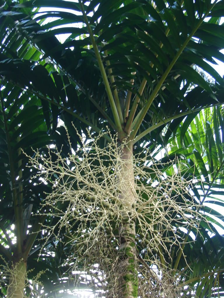 Kattai Palm
Ponapea is a genus of palms endemic to Kosrae, Pohnpei, and Palau.
 Ponapea ledermanniana 
picture by 7_Heads