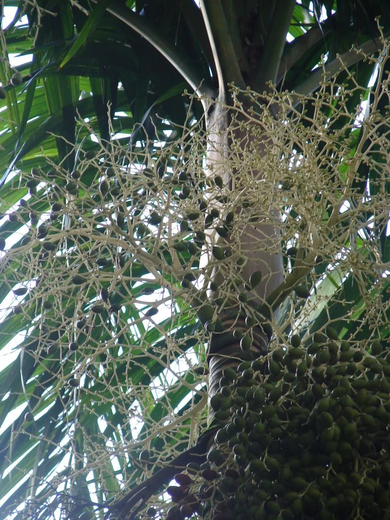 Kattai Palm has bright white inflorescences with 2-3 inch fruits.
 Ponapea ledermanniana 
picture by 7_Heads
