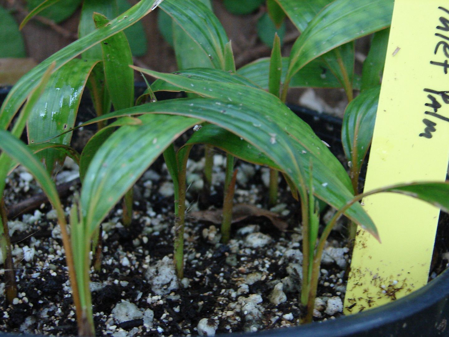 Phoenicophorium borsigianum seedlings you are bidding on.