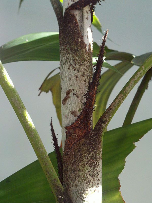 Ptychosperma burretianum Palm