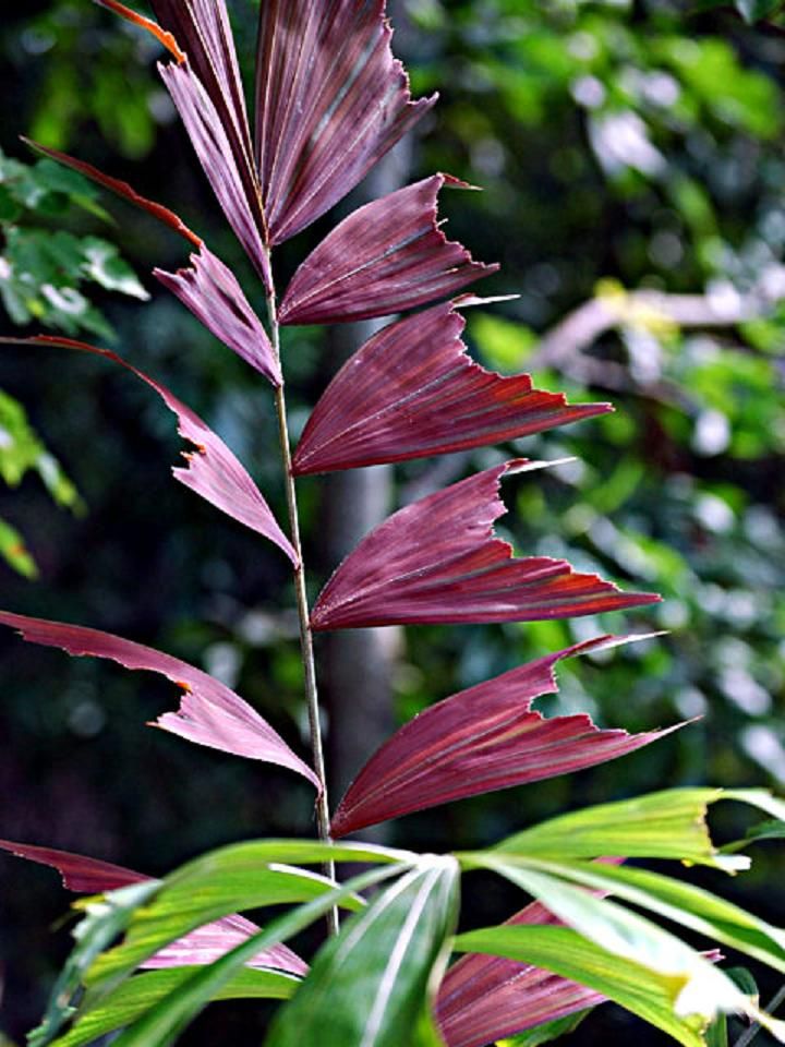 Burretianum Palm