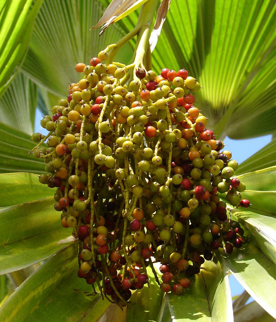 P_thurstonii_05.jpg Pritchardia thurstonii picture by 7_Heads