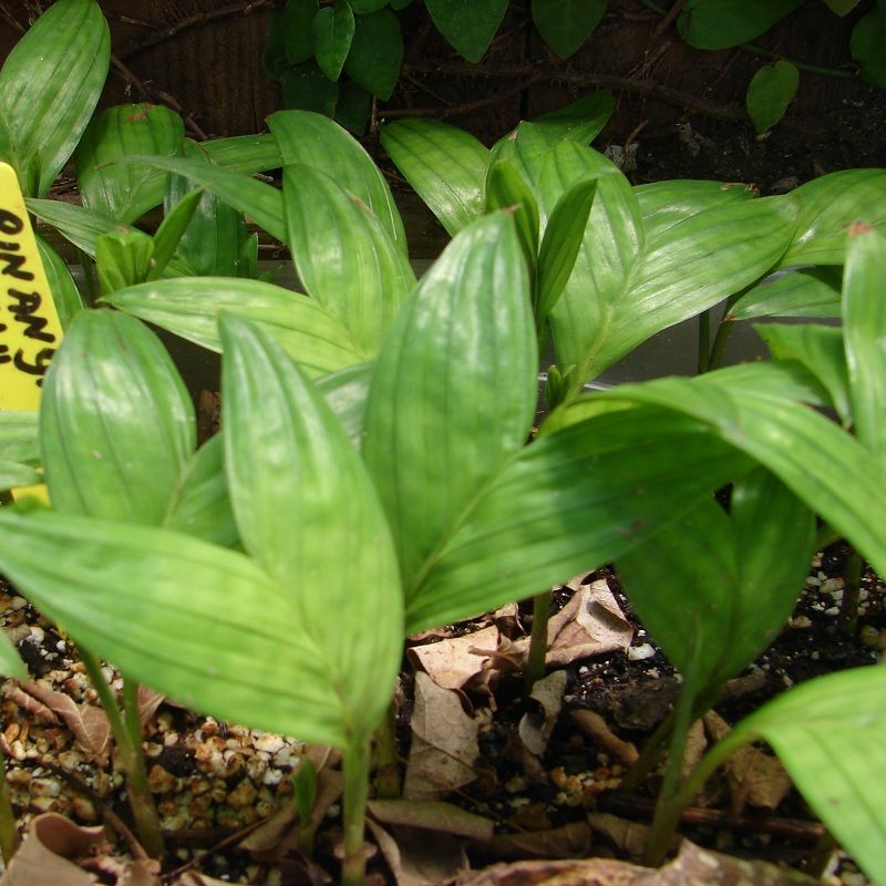 Pinanga Caesia seedlings