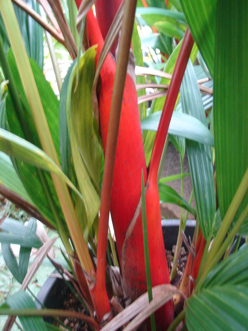Red Sealing Wax Palm for sale
 Cyrotstachys renda Trunk Detail
 picture by 7_Heads