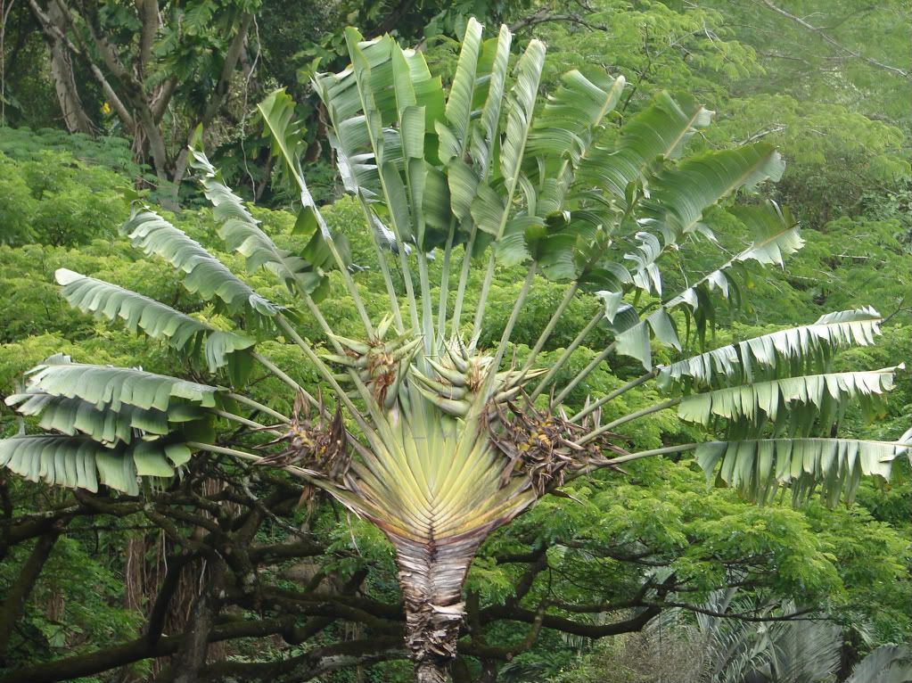 Ravenala madagascariensis