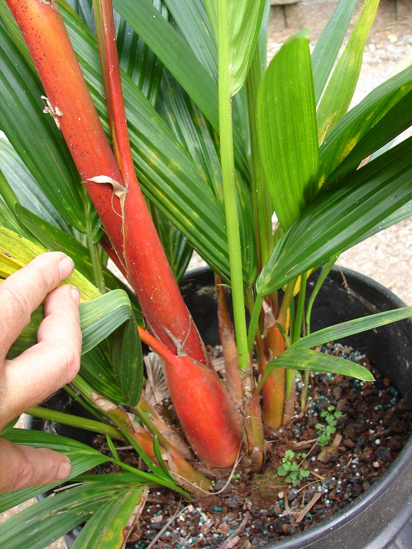 Red Sealing Wax Palm for sale
 Cyrotstachys renda  Waist to Shoulder high
 picture by 7_Heads