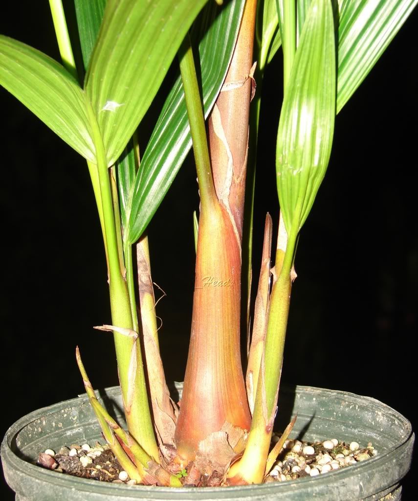 Red Sealing Wax Palm for sale
 Cyrotstachys renda Trunk Detail
 picture by 7_Heads