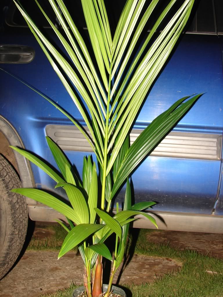 Red Sealing Wax Palm for sale