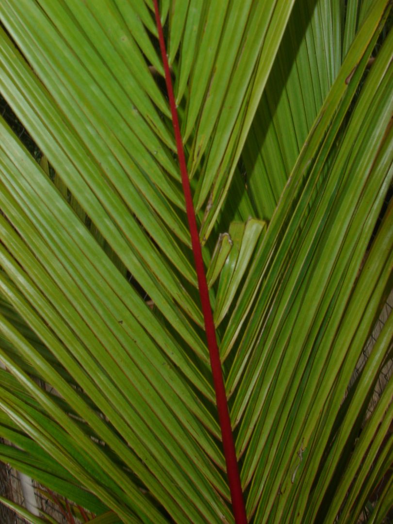 Red Sealing Wax Palm
 Cyrotstachys renda
leaf detail