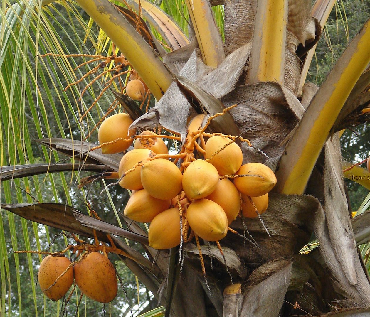 Golden Malayan Nuts