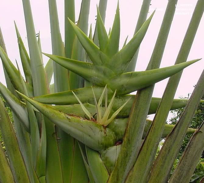 Ravenala madagascariensis Inflorescence Detail