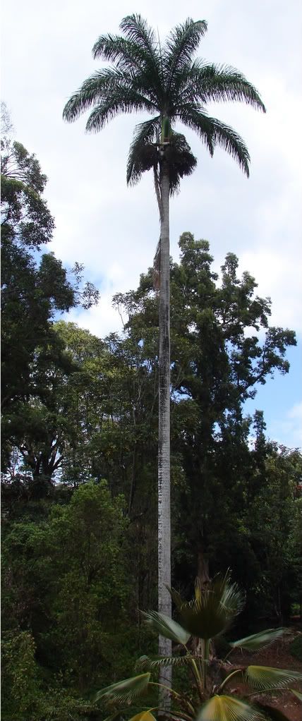 Venezuelan Royal Palm
Roystonea oleracea
 picture by 7_Heads