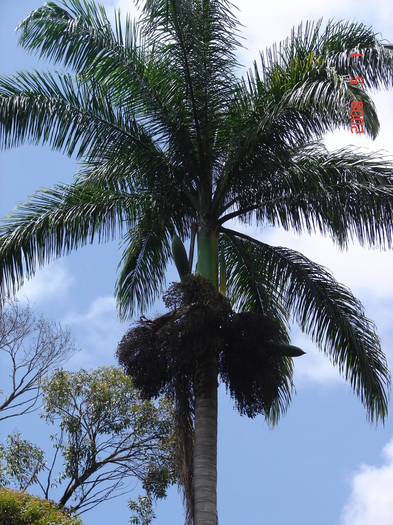 Venezuelan Royal Palm
Roystonea oleracea 
picture by 7_Heads