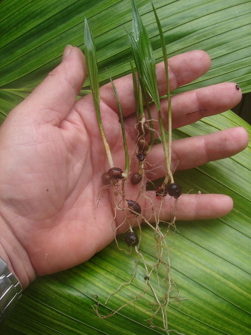 Cuban Royal Palms seedlings offered for sale