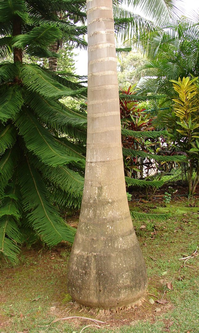 Cuban Royal Palm has a dramatic grey hour-glass shape trunk.
Roystonea regia 
picture by 7_Heads