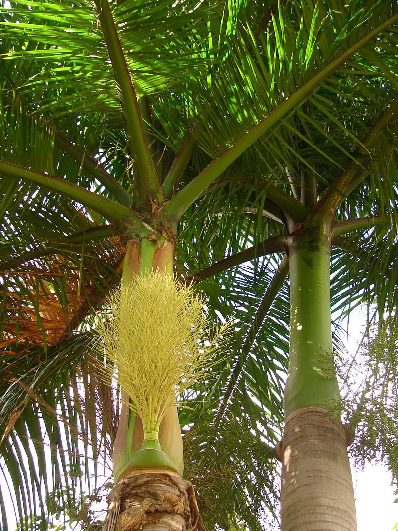 Cuban Royal Palms are massive feather palms. Roystonea regia have beautiful crowns of pinnate leaves with grey hour-glass shape trunks. 
picture by 7_Heads